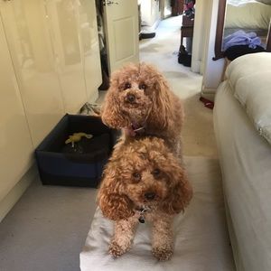 Meet your Posher, Cindy